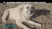 LA VARDERA: Investe un cane e non paga le cure perché è un randagio