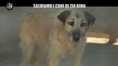 SCHEMBRI: Aiutateci a salvare i cani di zia Bina! Eccoli e come adottarli