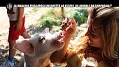 NINA: Aiutiamo la bellissima fattoria degli animali da compagnia di Anna!
