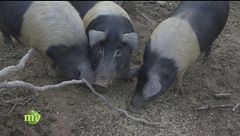 Puntata del 26 maggio