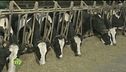 L'allevamento delle vacche frisone