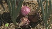 Sapori di Calabria