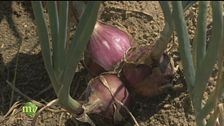 Sapori di Calabria