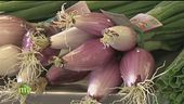 Dal seme al frutto