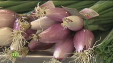 Dal seme al frutto