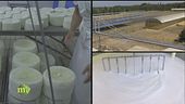 La produzione del pecorino sardo