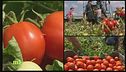 Pomodoro Italiano