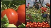 Pomodoro Italiano