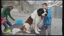 L'addestramento dei cani San Bernardo