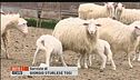 Blitz dagli agnelli che mangeremo a Pasqua