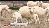 Blitz dagli agnelli che mangeremo a Pasqua