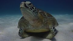 Ep. 1 - All'ombra dei giganti