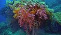Ep. 2 - Raja Ampat