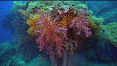Ep. 2 - Raja Ampat