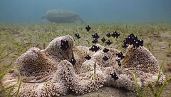 Ep. 8 - Strane alleanze