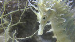 Ep. 10 - I giganti del Mediterraneo