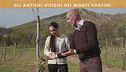 Gli antichi vitigni dei monti Tifatini