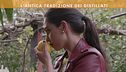 L'antica tradizione dei distillati