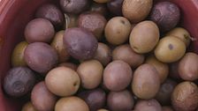 Alla scoperta dell'oliva aitana