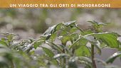 Benvenuti a Mondragone!