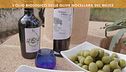 L'olio biologico siciliano