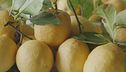 I limoni siciliani