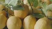 I limoni siciliani