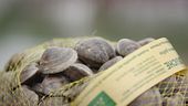 Le vongole di Caorle
