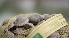 Le vongole di Caorle