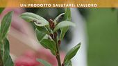 Un prodotto salutare: l'alloro