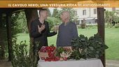 Il cavolo nero: una verdura ricca antiossidanti