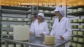 I formaggi di pecora sardi