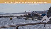 In mare aperto