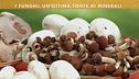 I funghi