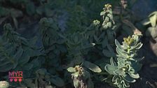 Rhodiola Rosea