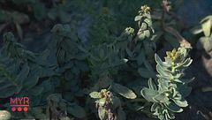 Rhodiola Rosea
