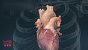 La salute del cuore