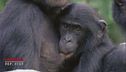 I bonobo