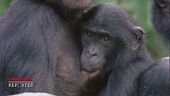 I bonobo