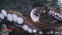 Polpi: intelligenza aliena