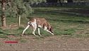 Cani, compagni di vita e di emozioni