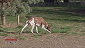 Cani, compagni di vita e di emozioni