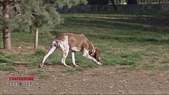 Cani, compagni di vita e di emozioni