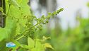 L'uva Malvasia