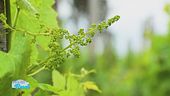 L'uva Malvasia