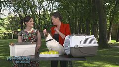 Alleviare il caldo ai nostri cani