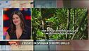 L'estate di Beppe Grillo