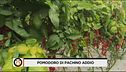 Pomodoro di Pachino addio