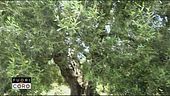 L'olio pugliese minacciato da quello tunisino