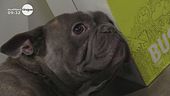 I cani in ufficio